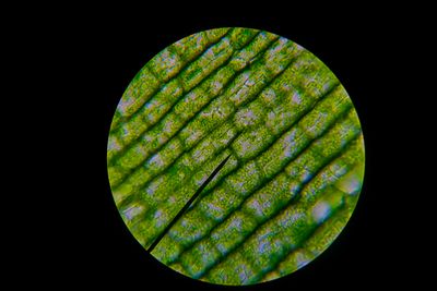 Chloroplasts under the microscope
