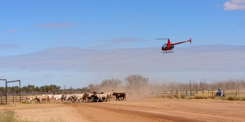 Leaving the lab bench: on-farm genotyping in remote Australian cattle farms