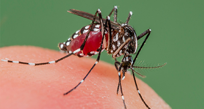 First Complete Genome Sequences of Zika Virus Isolated from Febrile Patient Sera in Ecuador