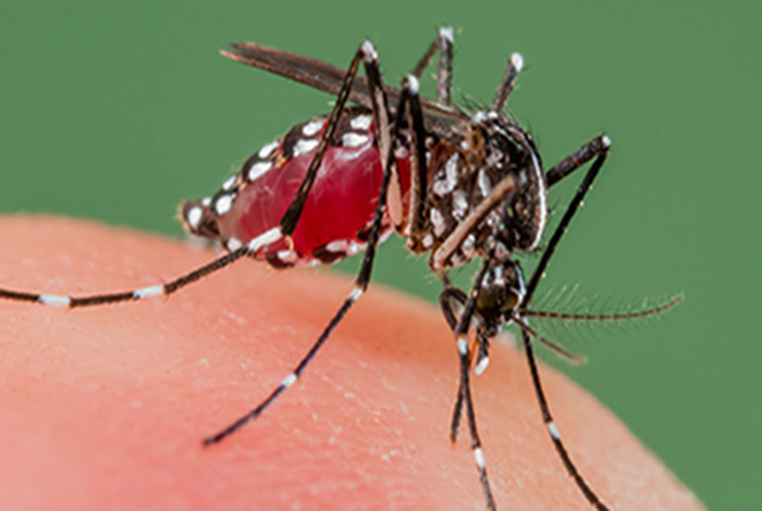 First Complete Genome Sequences of Zika Virus Isolated from Febrile Patient Sera in Ecuador