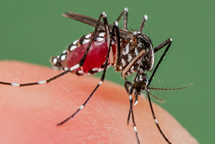 First Complete Genome Sequences of Zika Virus Isolated from Febrile Patient Sera in Ecuador