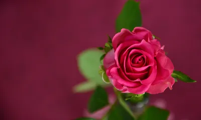 Pink rose