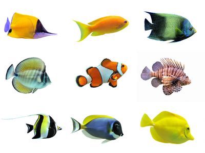 different fish species