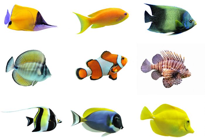 Initial data release and announcement of the Fish10K: Fish 10,000 Genomes Project