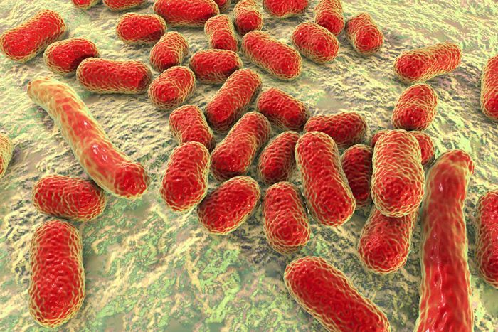 WeFaceNano: a user-friendly pipeline for complete ONT sequence assembly and detection of antibiotic resistance in multi-plasmid bacterial isolates