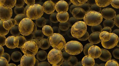 Saccharomyces cerevisiae