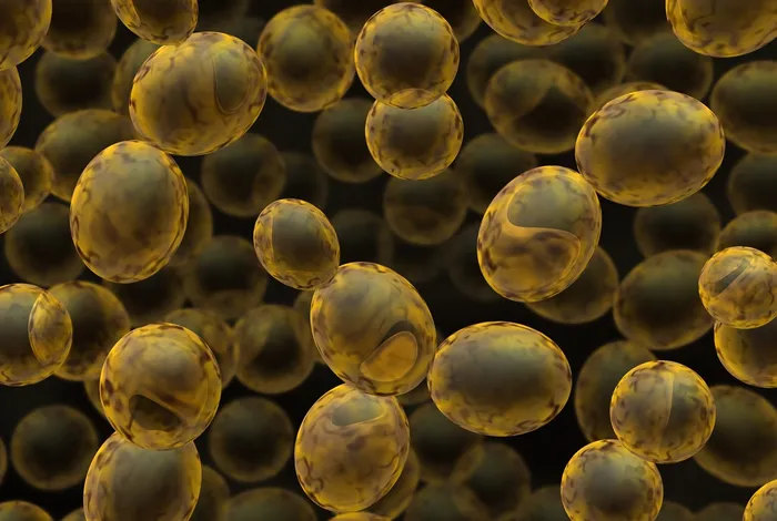 Genomic characterization of a pathogenic isolate of Saccharomyces cerevisiae reveals an extensive and dynamic landscape of structural variation