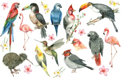 drawing of range of tropical birds