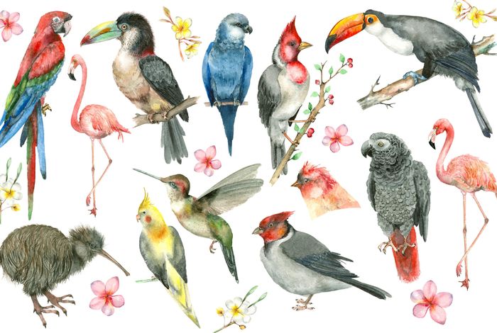 Towards complete and error-free genome assemblies of all vertebrate species