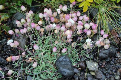 Silene uniflora