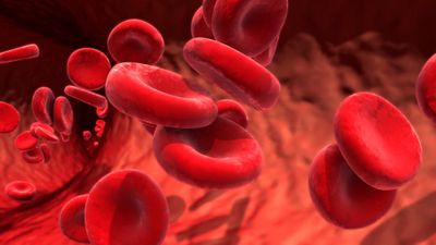 Red blood cells in a vein