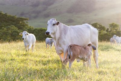 photograph of white brahman cattle in field