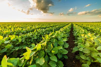 Soybean crops in field under blue sky