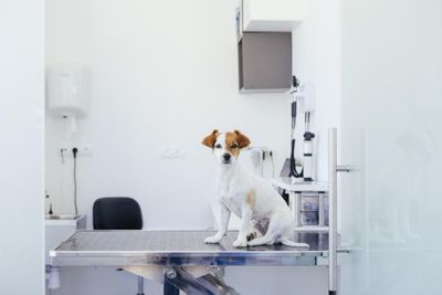 veterinary hospital room with dog on examination table
