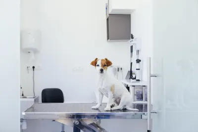 veterinary hospital room with dog on examination table