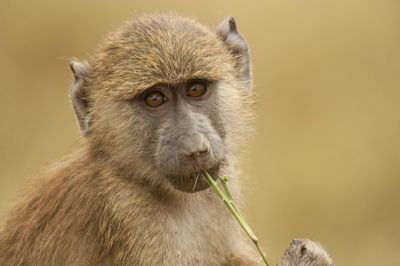 photo of young olive baboon