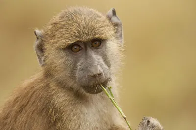 photo of young olive baboon