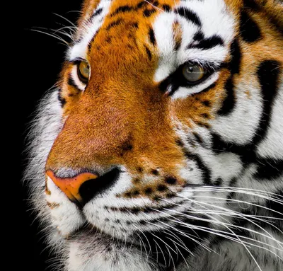 Siberian tiger