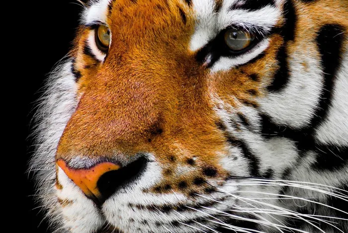 A temperate *Siphoviridae* bacteriophage isolate from Siberian tiger enhances the virulence of Methicillin-resistant *Staphylococcus aureus* through distinct mechanisms