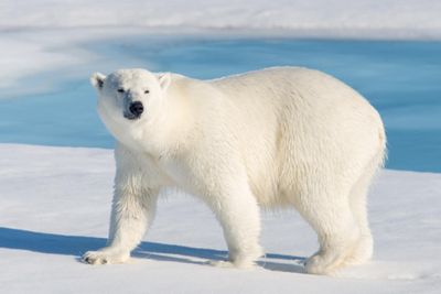 photo of a polar bear walking on ice