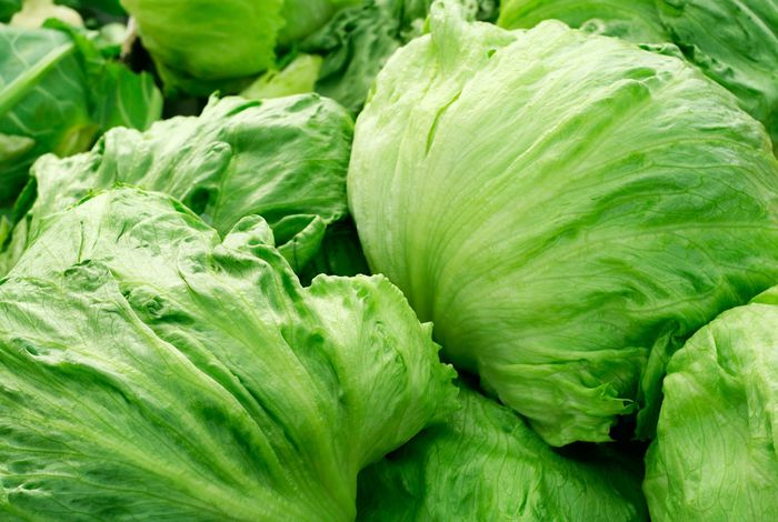 The tip of the iceberg — Sequencing the lettuce genome