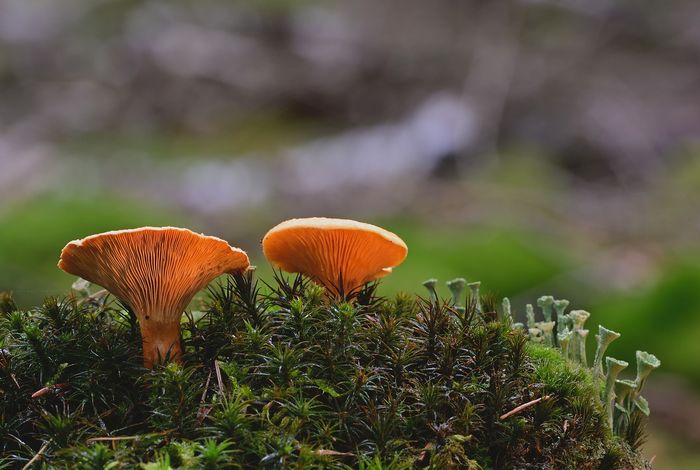 Whole-genome sequencing and comparative genomics analysis of the wild edible mushroom (*Gomphus purpuraceus*) provide insights into its potential food application and artificial domestication