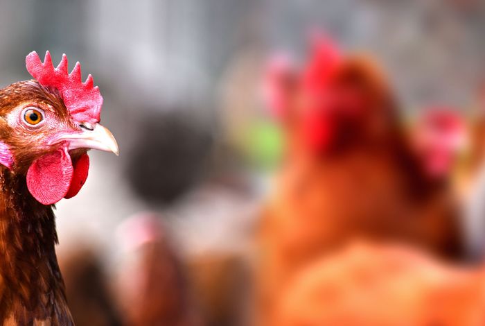 Rapid and sensitive virulence prediction and identification of Newcastle disease virus genotypes using third-generation sequencing