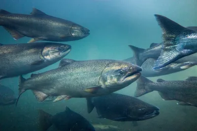 Chinook salmon