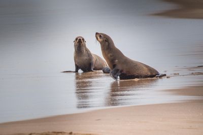 Stellar sea lions (Eumetopias jubatus)
