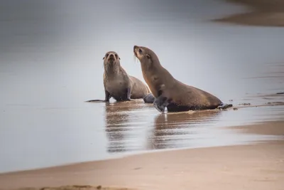 Stellar sea lions (Eumetopias jubatus)