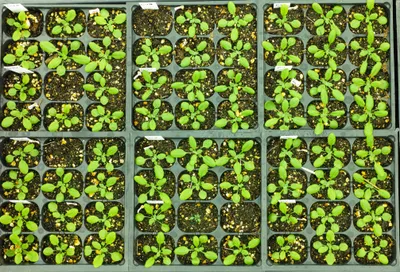 bird's eye view of seedlings