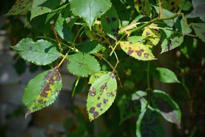 Plant pathogen Diplocarpon rosae fungus - rose black spot disease