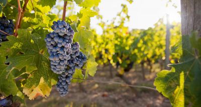 Using Oxford Nanopore sequencing in grapevine breeding