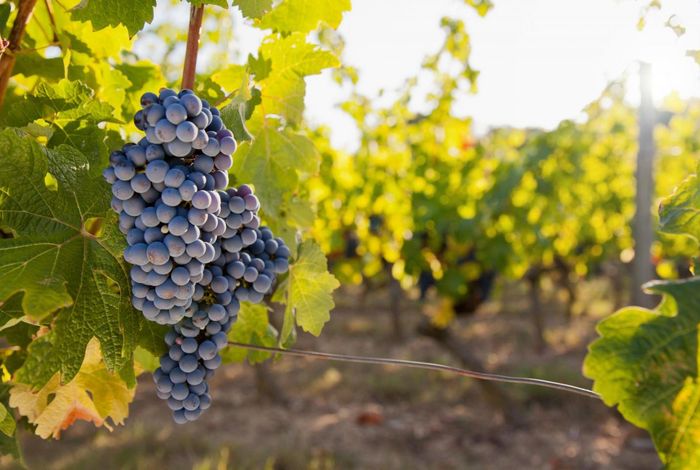 Using Oxford Nanopore sequencing in grapevine breeding