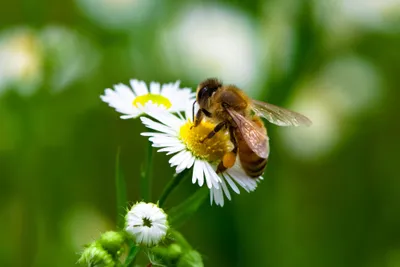 photograph of a honeybee on a daisy