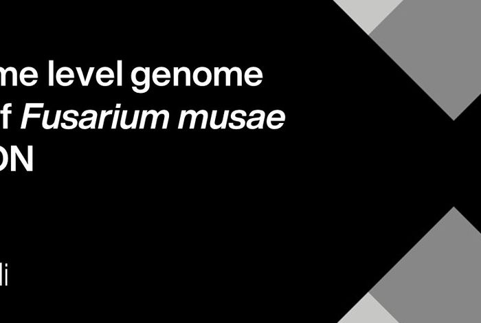Chromosome level genome assembly of *Fusarium musae* using MinION