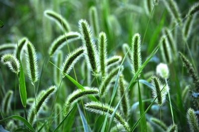 green foxtail