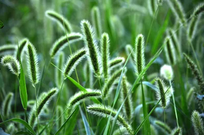 green foxtail