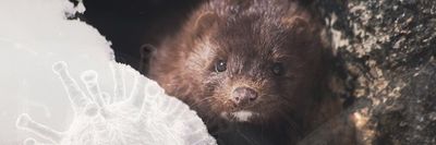 Corona Virus on mink farms