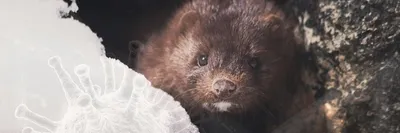 Corona Virus on mink farms