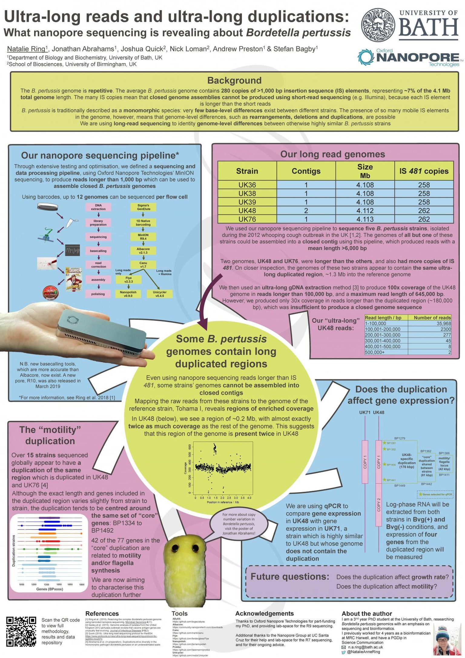 Ultra-long reads and ultra-long duplications: What nanopore sequencing is revealing about Bordetella pertussis