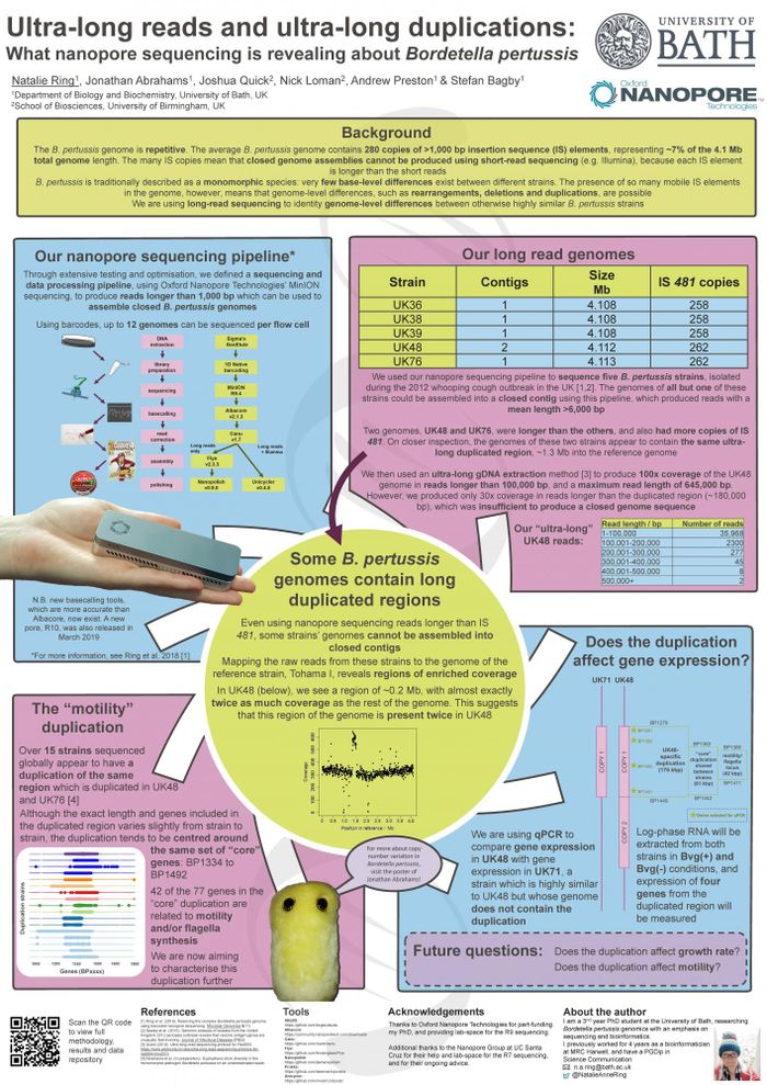 Ultra-long reads and ultra-long duplications: What nanopore sequencing is revealing about Bordetella pertussis