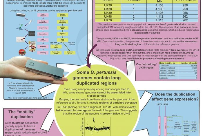 Ultra-long reads and ultra-long duplications: What nanopore sequencing is revealing about Bordetella pertussis
