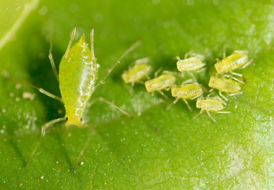 Aphid
