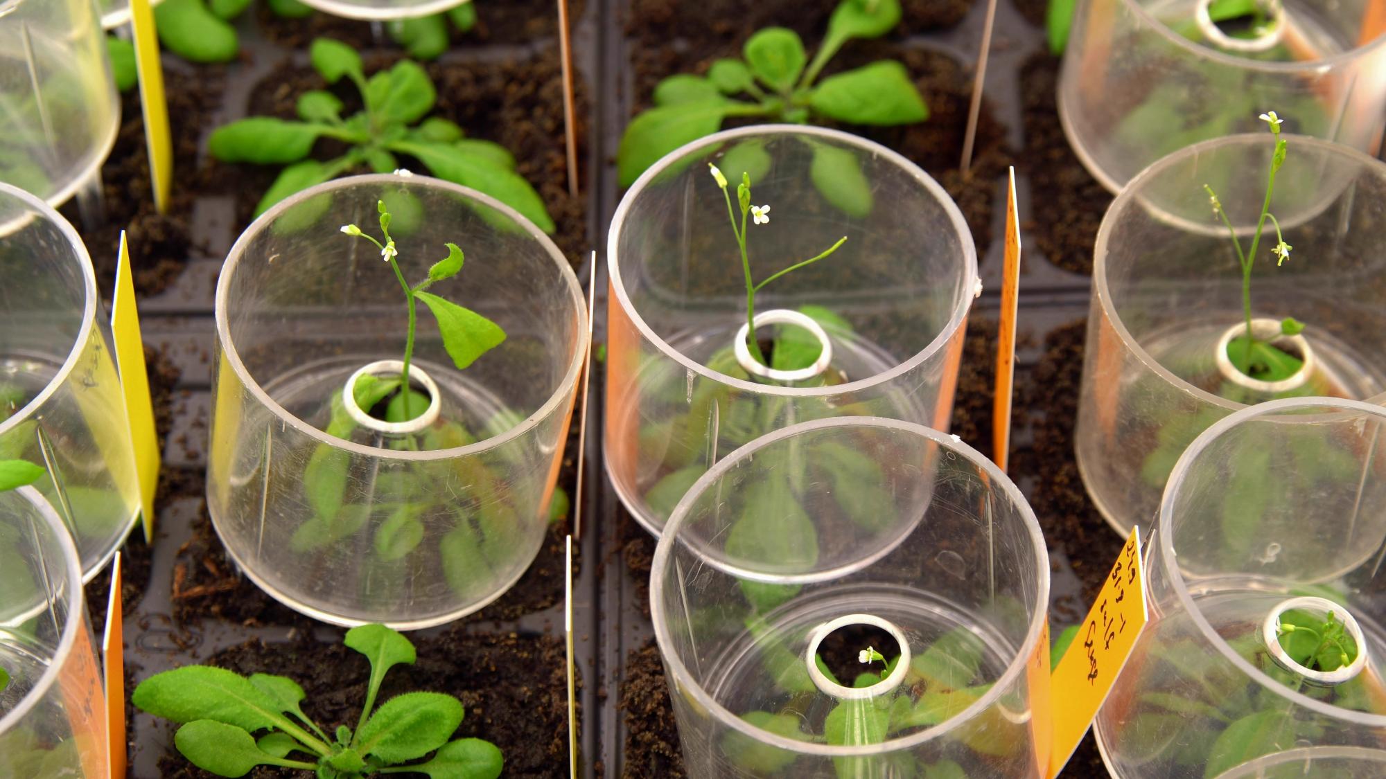 Arabidopsis thaliana