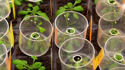 Arabidopsis thaliana