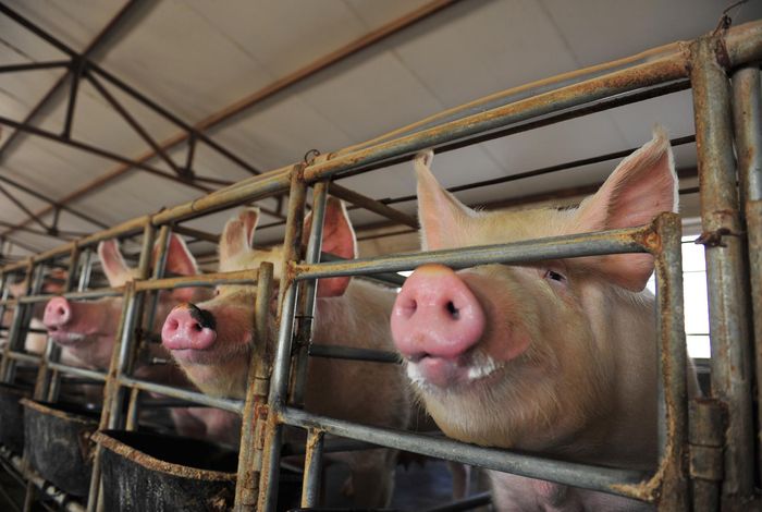 Rapid detection of high consequence and emerging viral pathogens in pigs