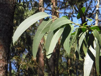 Eucalyptus leaves