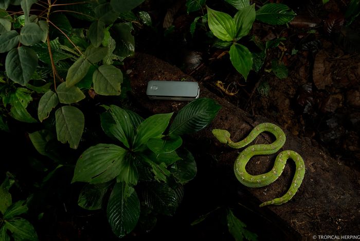 Real-time DNA barcoding in a remote rainforest using nanopore sequencing