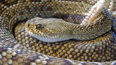 photograph of a snake curled up